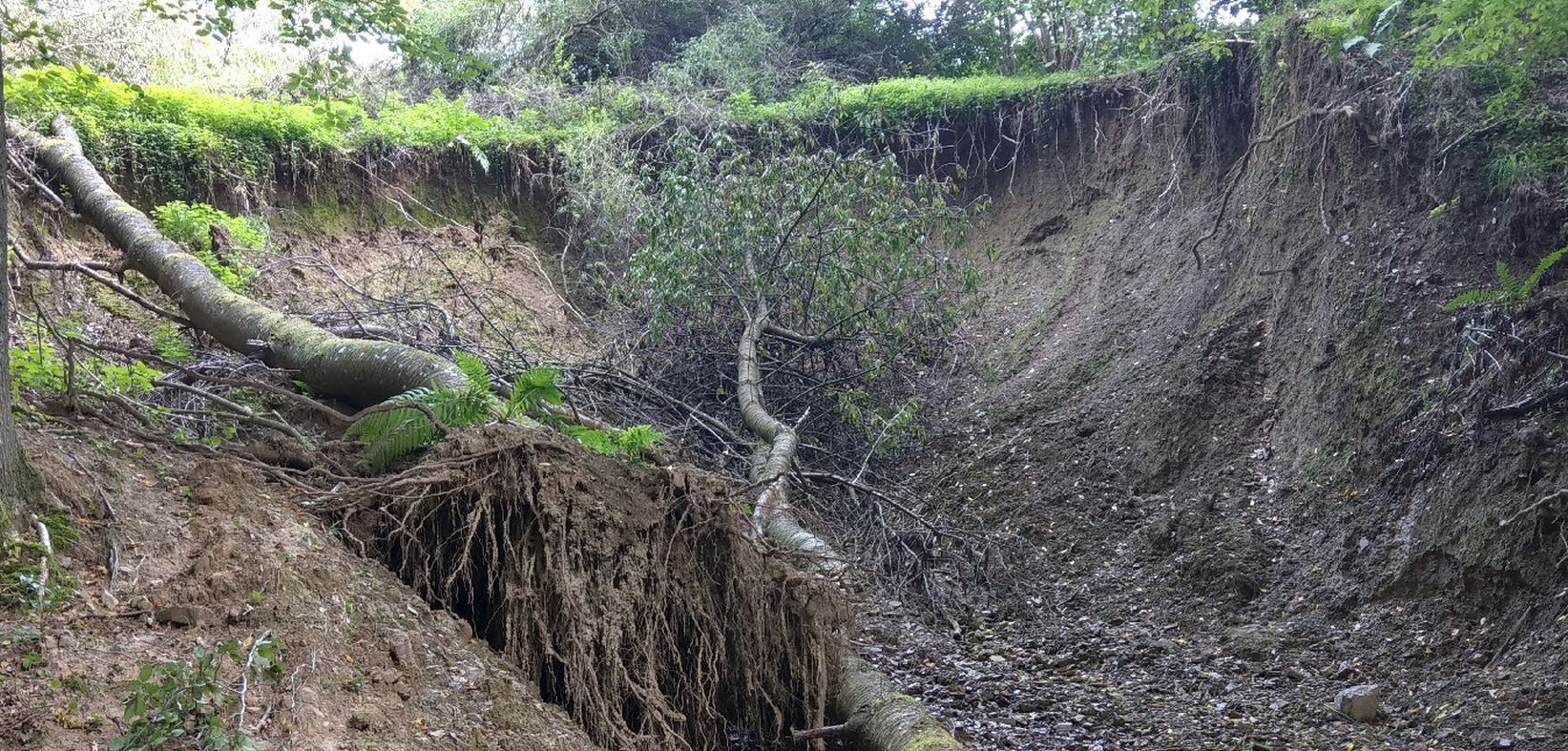 Erodierter Hang mit gestürztem Baum