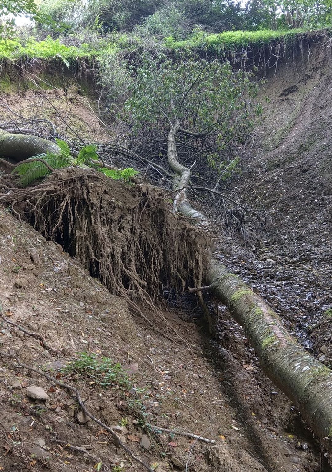 Erodierter Hang mit gestürztem Baum
