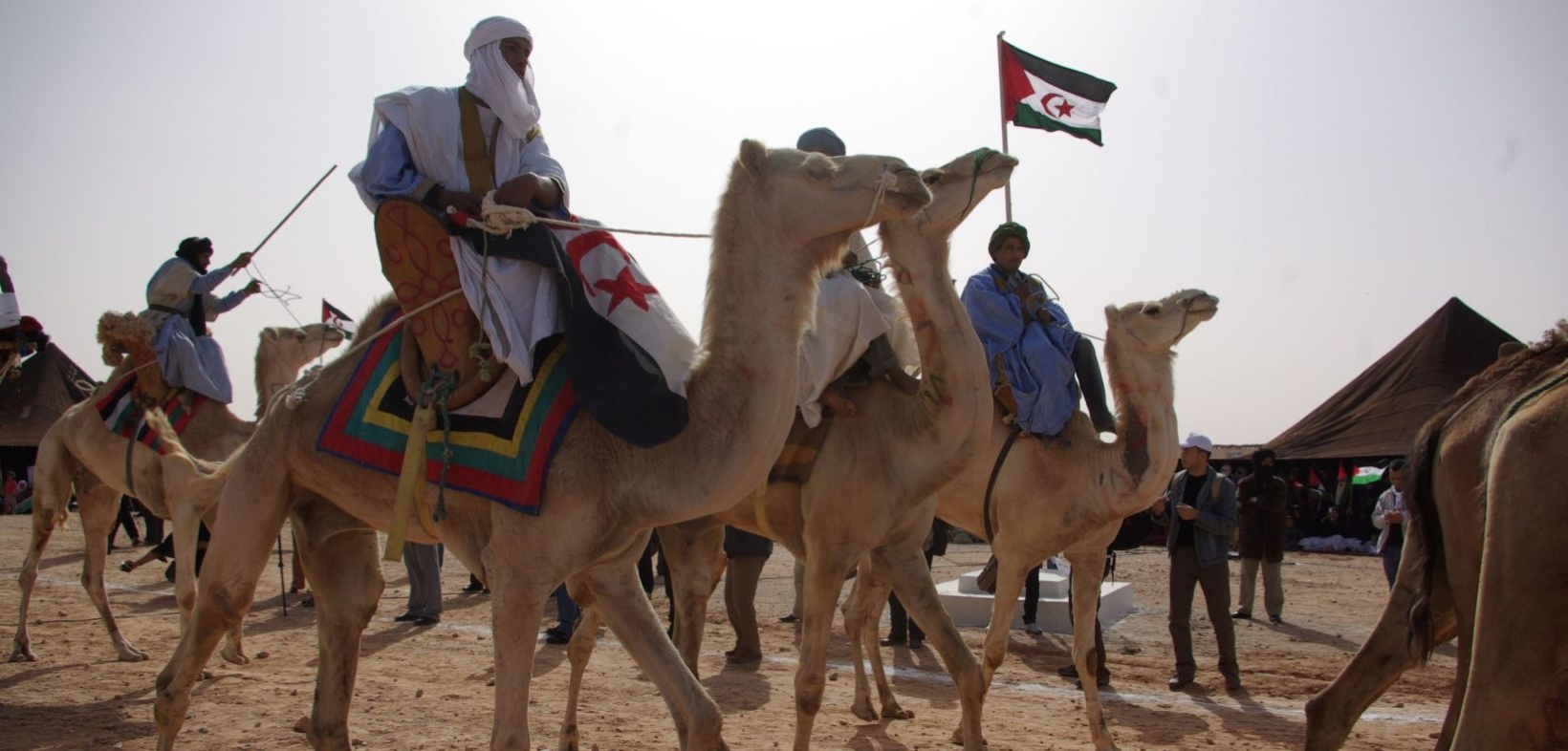 Reiter auf Kamelen mit Flaggen der Demokratische Arabische Republik Sahara